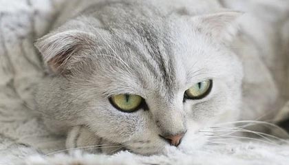 开云·Kaiyun网页版-塞内加尔男足在巴黎奥运会上表现出色,赢得多场比赛,塞内加尔足球明星